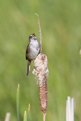 swamp sparrow 071710_MG_3857