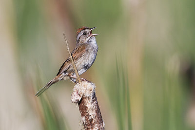 swamp sparrow 071710_MG_3925