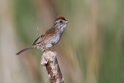 swamp sparrow 071710_MG_3936