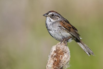 swamp sparrow 071710_MG_4178