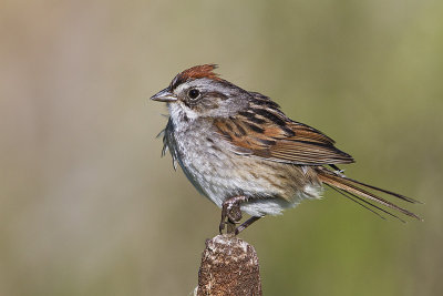 swamp sparrow 071710_MG_4478