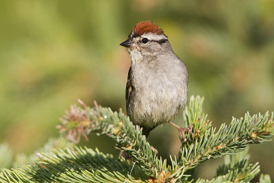 chipping sparrow 071810_MG_5275