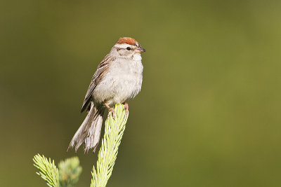 chipping sparrow 071810_MG_5337