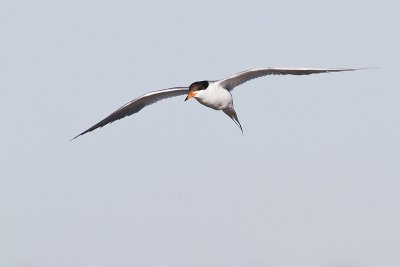 forster's tern 072410_MG_6900