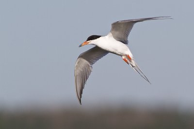 forster's tern 072410_MG_6905