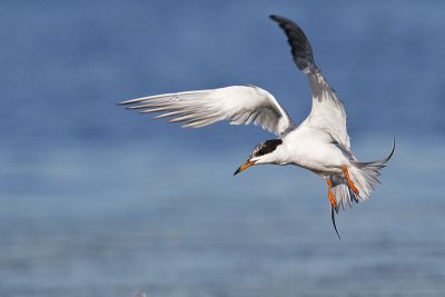 forster's tern 072410_MG_6976