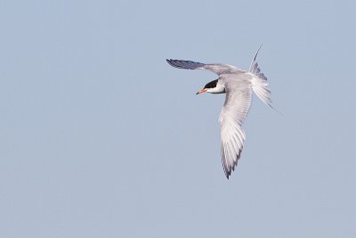 forster's tern 072410_MG_7138