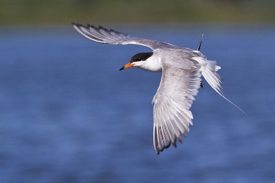 forster's tern 072410_MG_7450