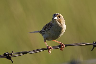 leconte's sparrow 072410_MG_7714