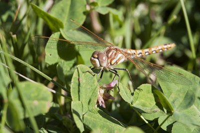 Variegated Meadowhawk  080210_MG_0352