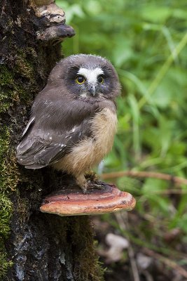 northern saw-whet owl 071710_MG_9968