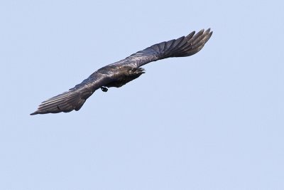 common raven 073110_MG_8465