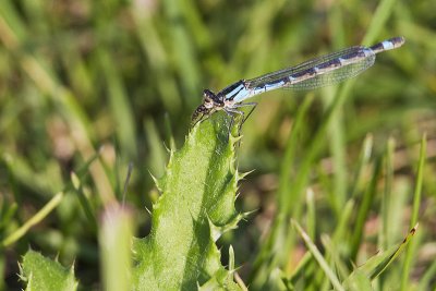 American bluet (Enallagma sp.) female  073110_MG_9610