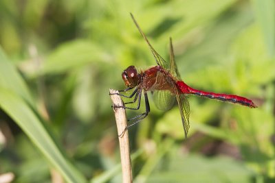 Cherry-faced Meadowhawk 073110_MG_9563