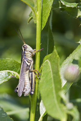 Melanoplus sp. grasshopper 073110_MG_8912