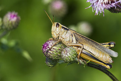 Melanoplus sp. grasshopper 073110_MG_8978