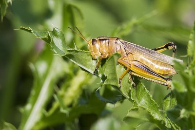 Melanoplus sp. grasshopper 073110_MG_9027