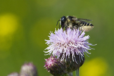 leaf-cutter bee 073110_MG_8781