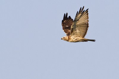 red-tailed hawk 073110_MG_9754
