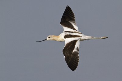 american avocet 080710_MG_3193