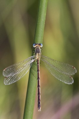 damselfly - lyre-tipped spreadwing? 080110_MG_0919