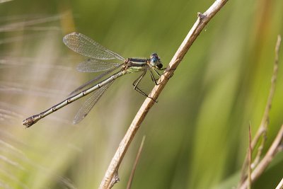 damselfly - lyre-tipped spreadwing? 080110_MG_0940