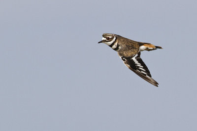 killdeer 080710_MG_2760