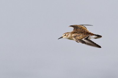 least sandpiper 080710_MG_2825