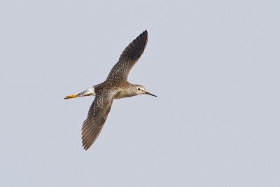 lesser yellowlegs 080710_MG_3134
