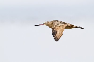 marbled godwit 080710_MG_3615