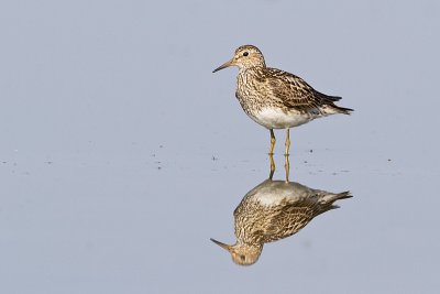 pectoral sandpiper 080110_MG_9908