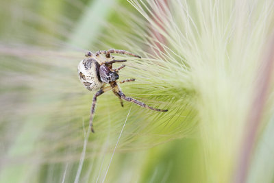 orb-weaving spider 080110_MG_0690