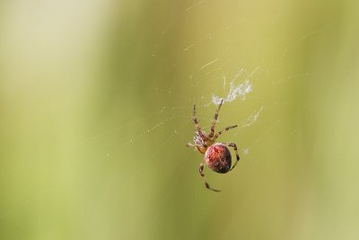 orb-weaving spider 080110_MG_0750