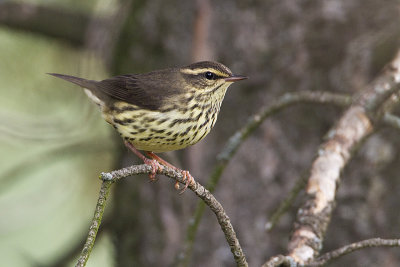 northern waterthrush 082110_MG_7027