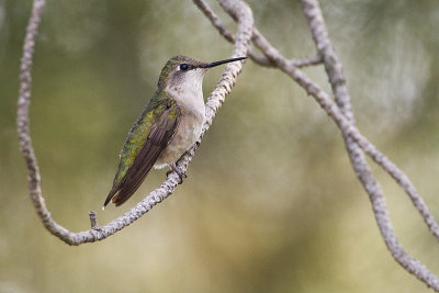 ruby-throated hummingbird 082110_MG_6954