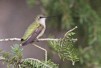 ruby-throated hummingbird 082110_MG_6984