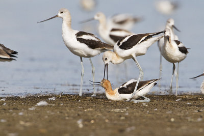 american avocets 081510_MG_6203