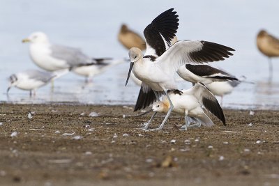american avocets 081510_MG_6360