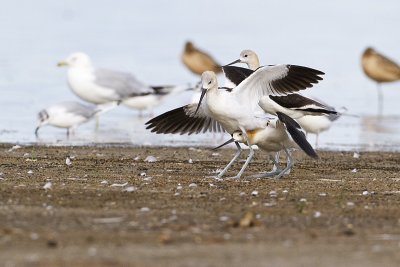 american avocets 081510_MG_6361