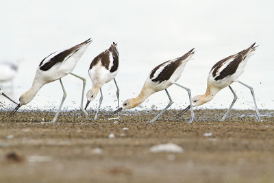 american avocets 081510_MG_6540