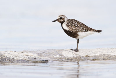 black-bellied plover 081510_MG_6521