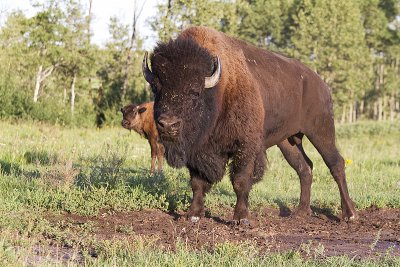 bison 081410_MG_5248