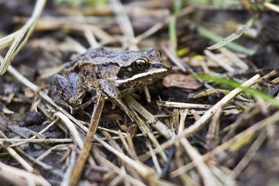 wood frog 081410_MG_4934