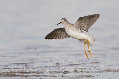 lesser yellowlegs 081510_MG_6480