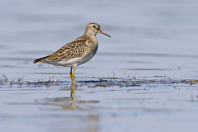 pectoral sandpiper 081510_MG_5738