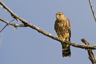 merlin 081410_MG_4705