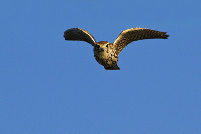 merlin 082810_MG_9232