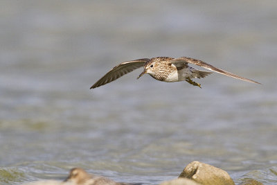 pectoral sandpiper 082810_MG_8432