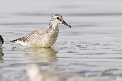 red knot 082810_MG_8169