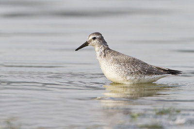 red knot 082810_MG_8173
